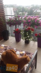 Mieszkanie do wynajęcia, pokoje: 2, cena: 2 550,00 PLN, Warszawa, kontakt: PL +48 508 032 034