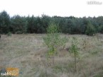 Działka na sprzedaż, 1000 m2, cena: 10 800,00 PLN, Cieksyn, kontakt: PL +48 509 673 988