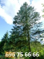 Działka na sprzedaż, 1249 m2, cena: 160 000,00 PLN, Halinów, kontakt: PL +48 696 756 666