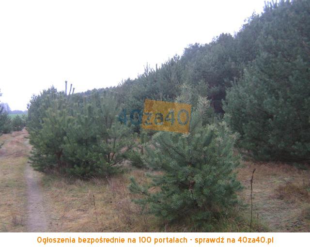 Działka na sprzedaż, 1000 m2, cena: 11 500,00 PLN, Cieksyn, kontakt: 509673988503823416