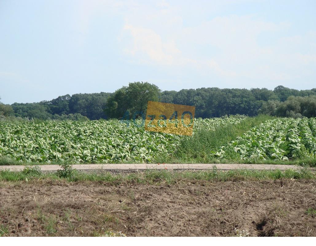 Działka na sprzedaż, 1100 m2, cena: 110 000,00 PLN, Nowe Brzesko, kontakt: PL +48 505 914 547