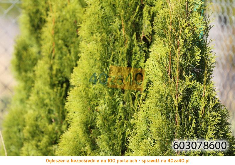 Działka na sprzedaż, 2650 m2, cena: 132 500,00 PLN, Juchnowiec Dolny, kontakt: 603-078-600