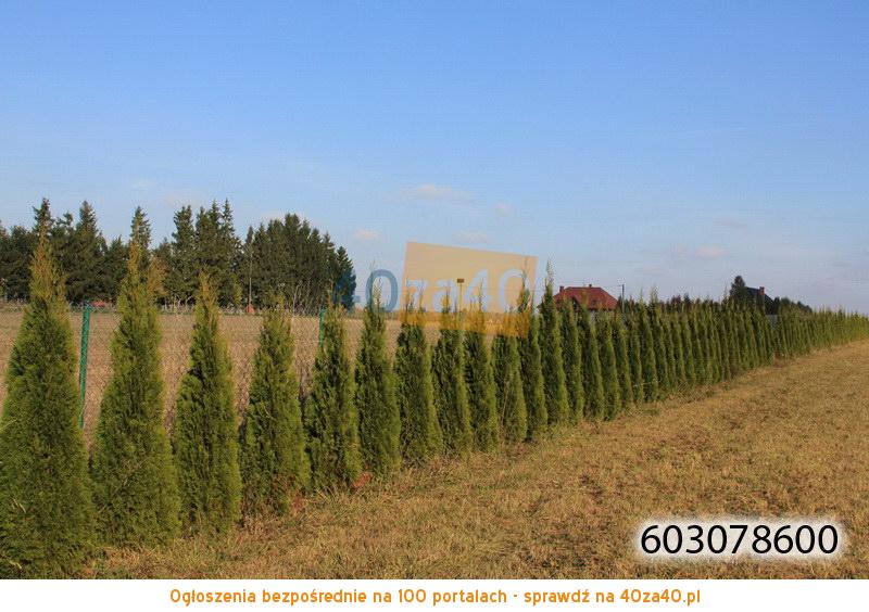 Działka na sprzedaż, 2650 m2, cena: 132 500,00 PLN, Juchnowiec Dolny, kontakt: 603-078-600
