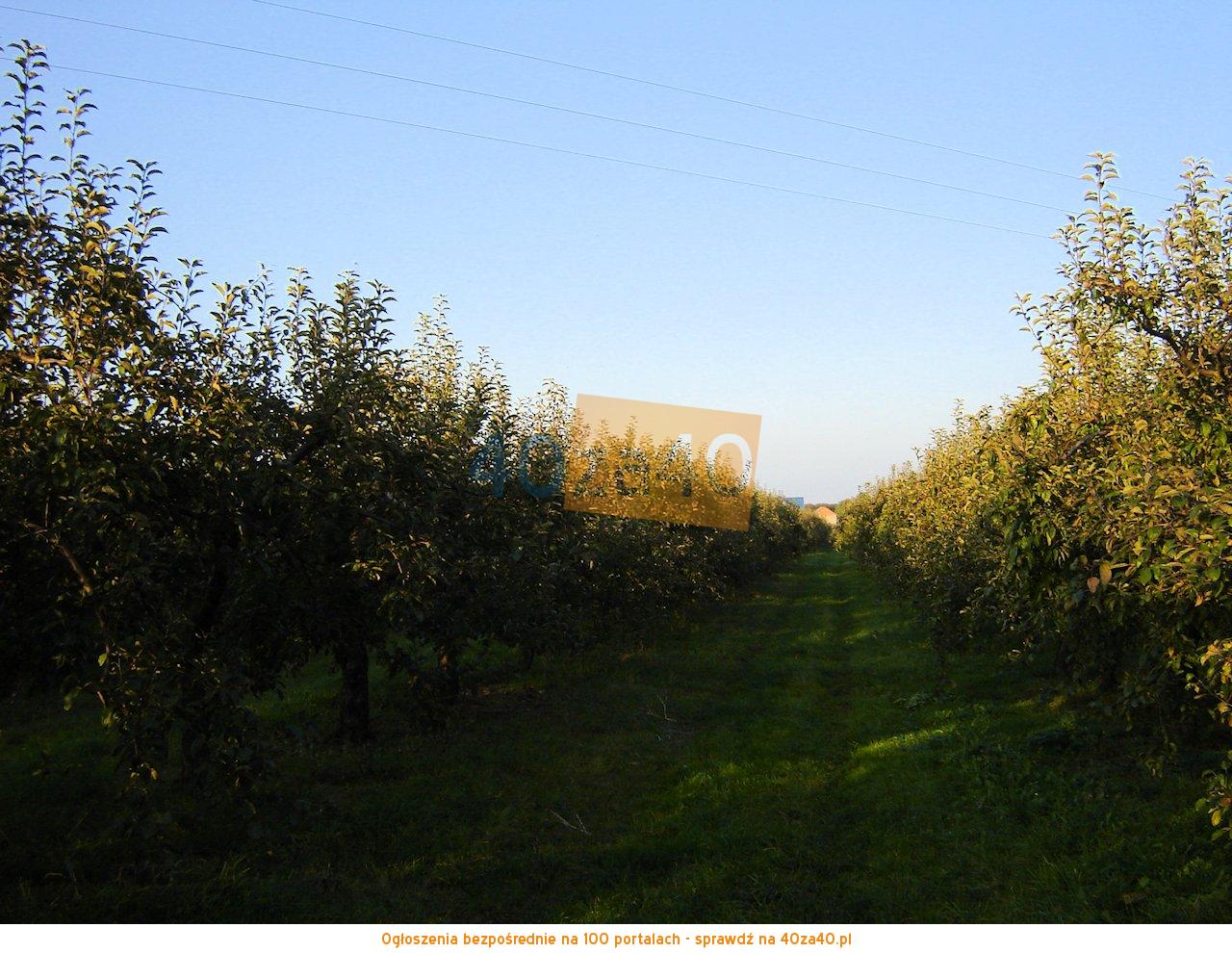Działka na sprzedaż, 3200 m2, cena: 52 100,00 PLN, Potycz, kontakt: 508367994
