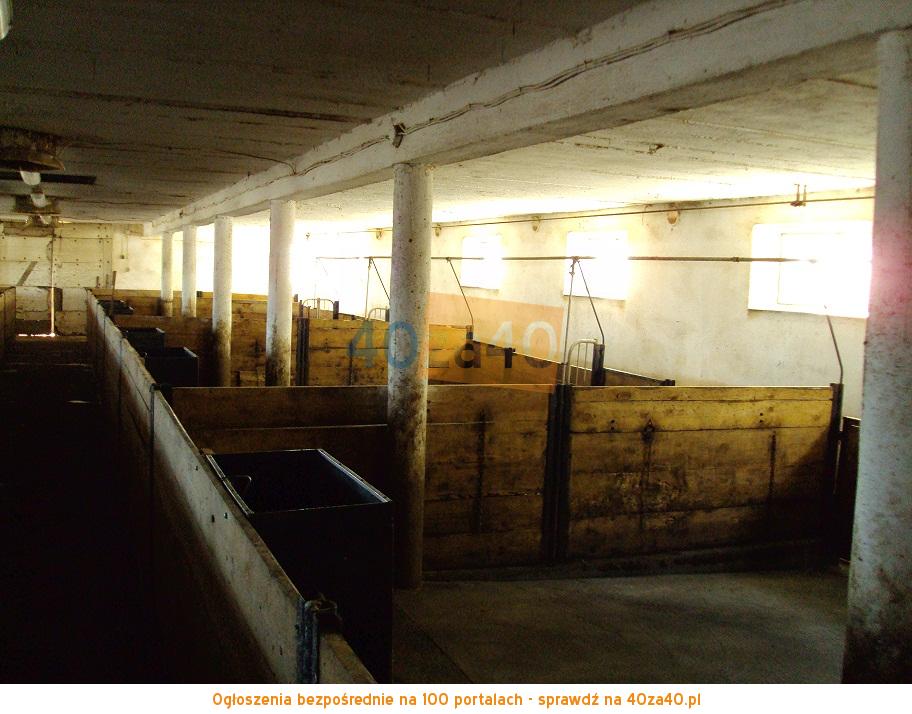 Działka na sprzedaż, 3600 m2, cena: 300 000,00 PLN, Dąbrowa Wielka, kontakt: 603703908