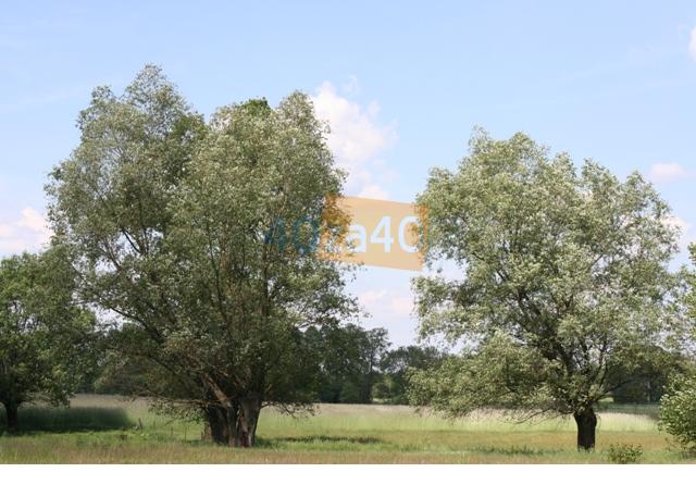 Działka na sprzedaż, 41000 m2, cena: 120 000,00 PLN, kontakt: 505526039